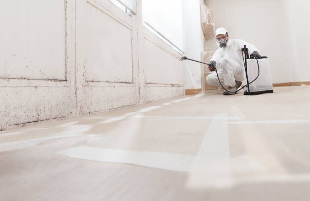 Black mold remediation team in Medford
